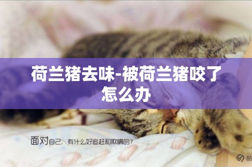 荷蘭豬去味-被荷蘭豬咬了怎么辦