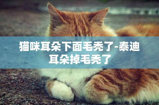 貓咪耳朵下面毛禿了-泰迪耳朵掉毛禿了