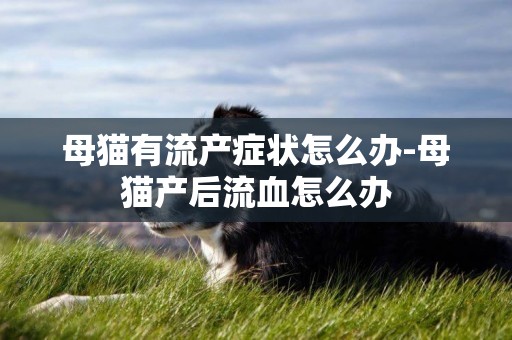母貓有流產癥狀怎么辦-母貓產后流血怎么辦