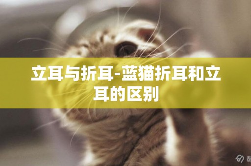 立耳與折耳-藍貓折耳和立耳的區別