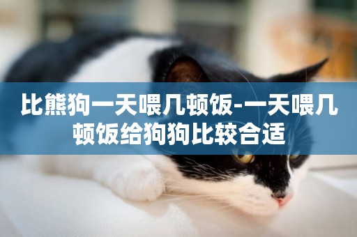 比熊狗一天喂幾頓飯-一天喂幾頓飯給狗狗比較合適