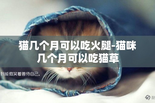 貓幾個月可以吃火腿-貓咪幾個月可以吃貓草