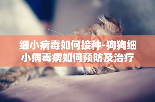 細小病毒如何接種-狗狗細小病毒病如何預防及治療