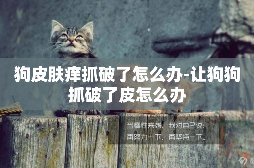狗皮膚癢抓破了怎么辦-讓狗狗抓破了皮怎么辦