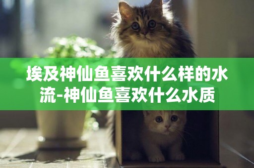 埃及神仙魚喜歡什么樣的水流-神仙魚喜歡什么水質