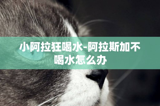 小阿拉狂喝水-阿拉斯加不喝水怎么辦