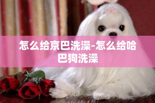 怎么給京巴洗澡-怎么給哈巴狗洗澡