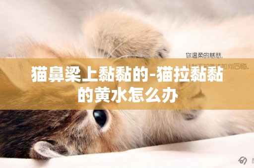 貓鼻梁上黏黏的-貓拉黏黏的黃水怎么辦
