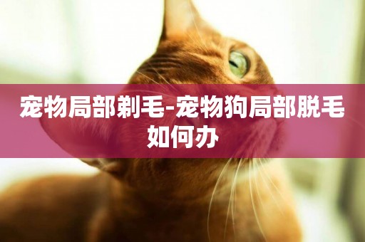 寵物局部剃毛-寵物狗局部脫毛如何辦