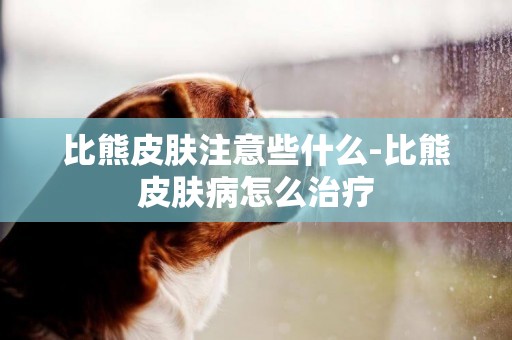 比熊皮膚注意些什么-比熊皮膚病怎么治療