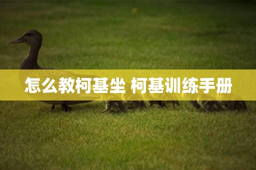 怎么教柯基坐 柯基訓練手冊