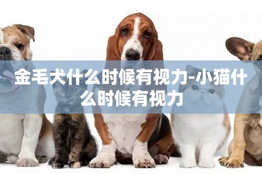 金毛犬什么時候有視力-小貓什么時候有視力