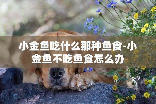 小金魚吃什么那種魚食-小金魚不吃魚食怎么辦