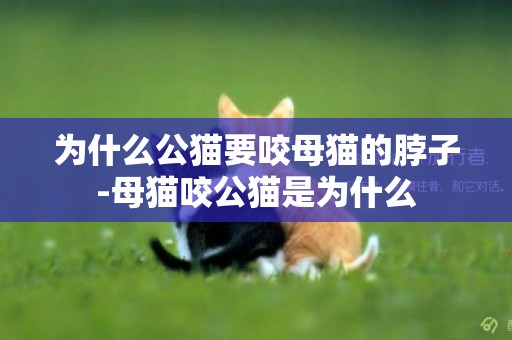 為什么公貓要咬母貓的脖子-母貓咬公貓是為什么