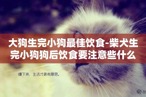 大狗生完小狗最佳飲食-柴犬生完小狗狗后飲食要注意些什么