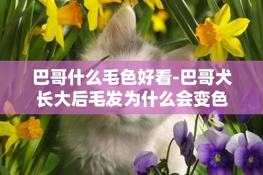 巴哥什么毛色好看-巴哥犬長大后毛發為什么會變色