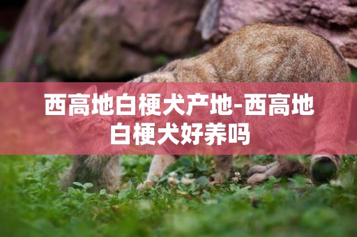 西高地白梗犬產地-西高地白梗犬好養嗎