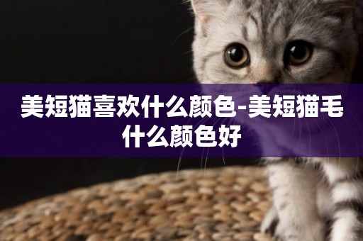 美短貓喜歡什么顏色-美短貓毛什么顏色好