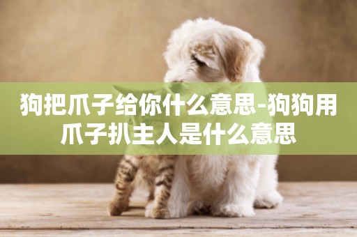 狗把爪子給你什么意思-狗狗用爪子扒主人是什么意思