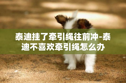 泰迪掛了牽引繩往前沖-泰迪不喜歡牽引繩怎么辦