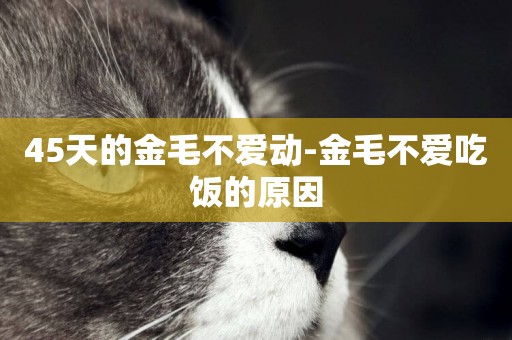 45天的金毛不愛動-金毛不愛吃飯的原因