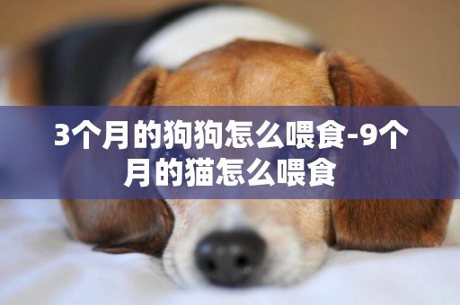 3個月的狗狗怎么喂食-9個月的貓怎么喂食