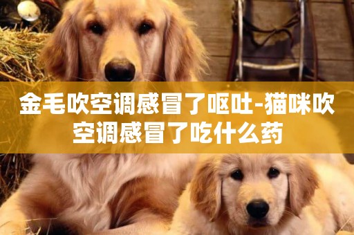 金毛吹空調感冒了嘔吐-貓咪吹空調感冒了吃什么藥