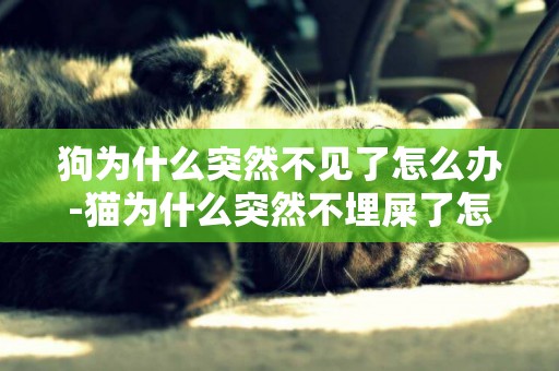 狗為什么突然不見了怎么辦-貓為什么突然不埋屎了怎么辦