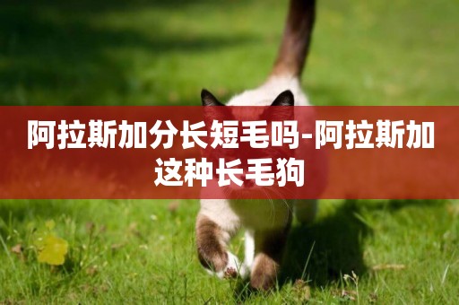 阿拉斯加分長短毛嗎-阿拉斯加這種長毛狗