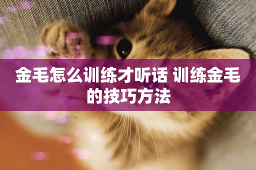 金毛怎么訓練才聽話 訓練金毛的技巧方法