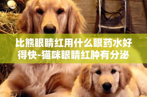 比熊眼睛紅用什么眼藥水好得快-貓咪眼睛紅腫有分泌物用什么眼藥水