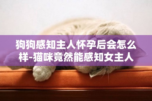 狗狗感知主人懷孕后會怎么樣-貓咪竟然能感知女主人懷孕