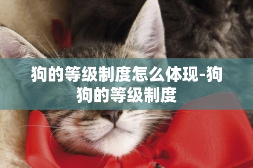 狗的等級制度怎么體現-狗狗的等級制度