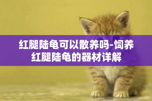 紅腿陸龜可以散養嗎-飼養紅腿陸龜的器材詳解