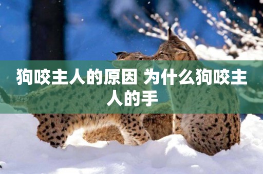 狗咬主人的原因 為什么狗咬主人的手