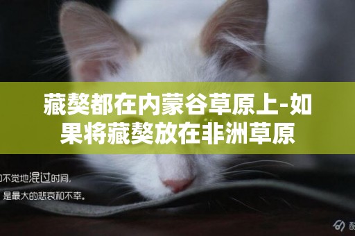 藏獒都在內蒙谷草原上-如果將藏獒放在非洲草原