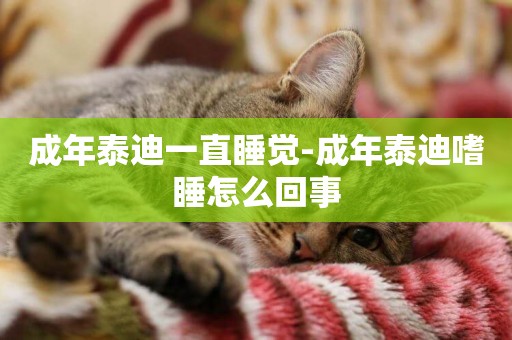 成年泰迪一直睡覺-成年泰迪嗜睡怎么回事