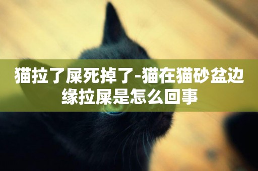 貓拉了屎死掉了-貓在貓砂盆邊緣拉屎是怎么回事