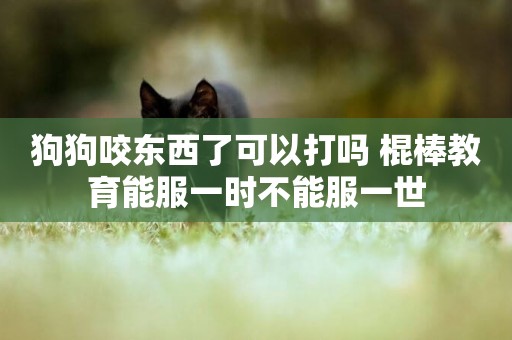 狗狗咬東西了可以打嗎 棍棒教育能服一時不能服一世