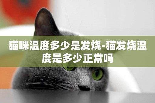 貓咪溫度多少是發燒-貓發燒溫度是多少正常嗎