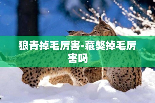 狼青掉毛厲害-藏獒掉毛厲害嗎