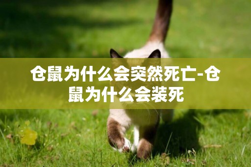 倉鼠為什么會突然死亡-倉鼠為什么會裝死