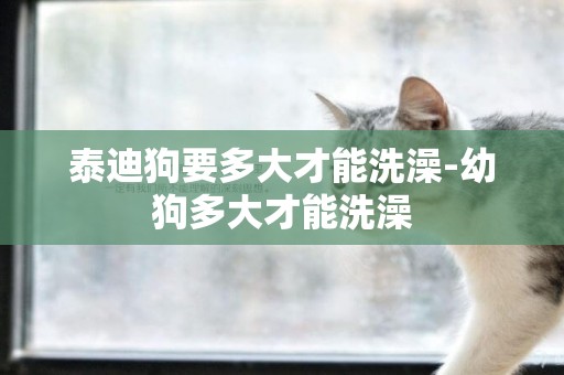 泰迪狗要多大才能洗澡-幼狗多大才能洗澡
