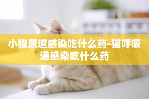 小貓尿道感染吃什么藥-貓呼吸道感染吃什么藥