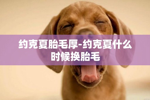 約克夏胎毛厚-約克夏什么時候換胎毛