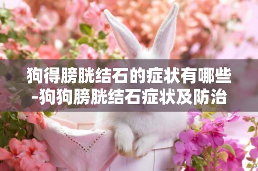 狗得膀胱結石的癥狀有哪些-狗狗膀胱結石癥狀及防治