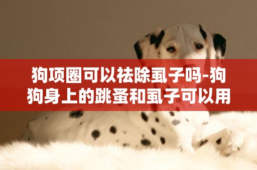 狗項圈可以祛除虱子嗎-狗狗身上的跳蚤和虱子可以用沐浴露洗掉嗎