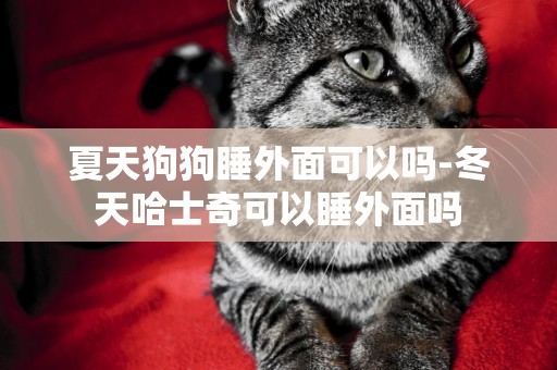 夏天狗狗睡外面可以嗎-冬天哈士奇可以睡外面嗎