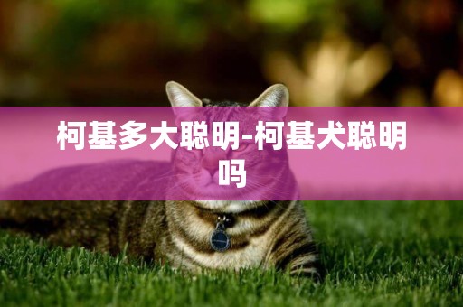 柯基多大聰明-柯基犬聰明嗎
