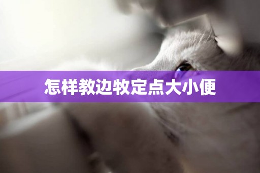 怎樣教邊牧定點大小便